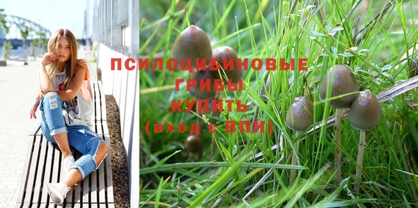 стаф Верея